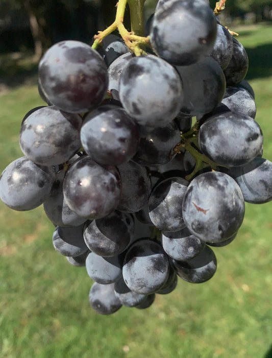 Organic Seeded Grapes (5IBS)