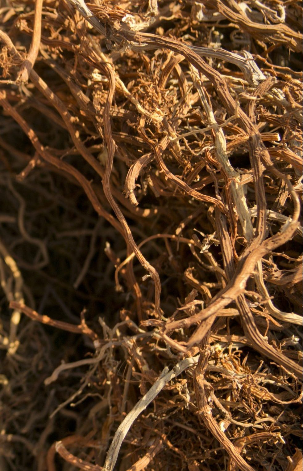 Sarsaparilla Root (1/4 IBS)